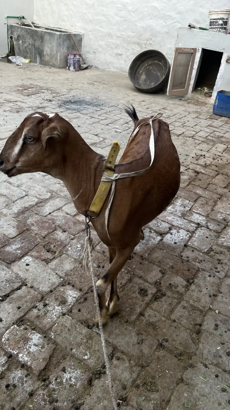 Pure Makhichini and pure tedy goat for sale — photo 11