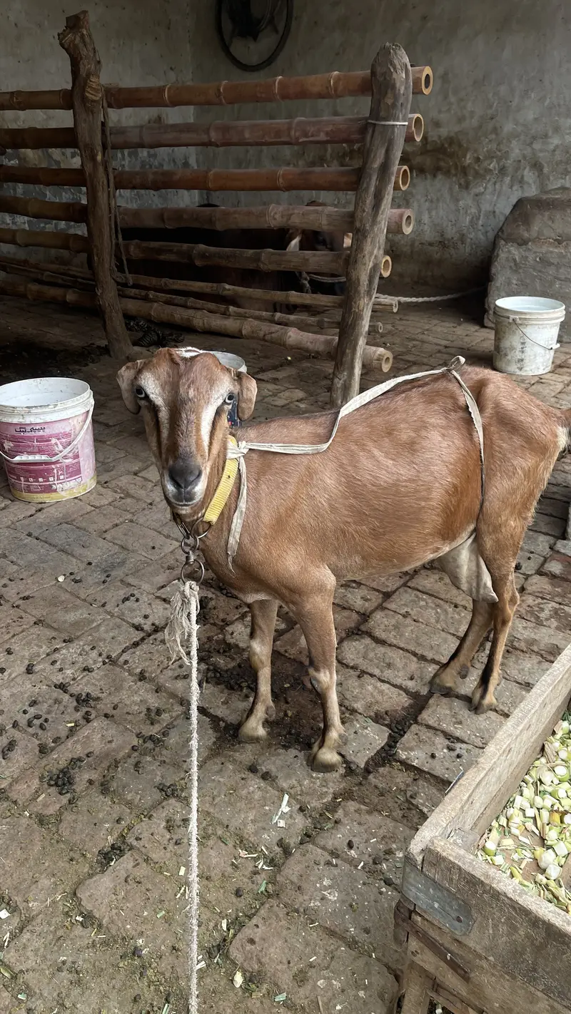 Pure Makhichini and pure tedy goat for sale — photo 12