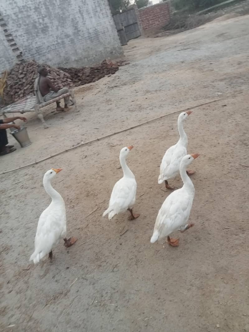 Ducks 0