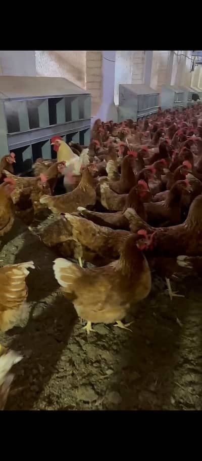 Lohman Brown egg laying Flock