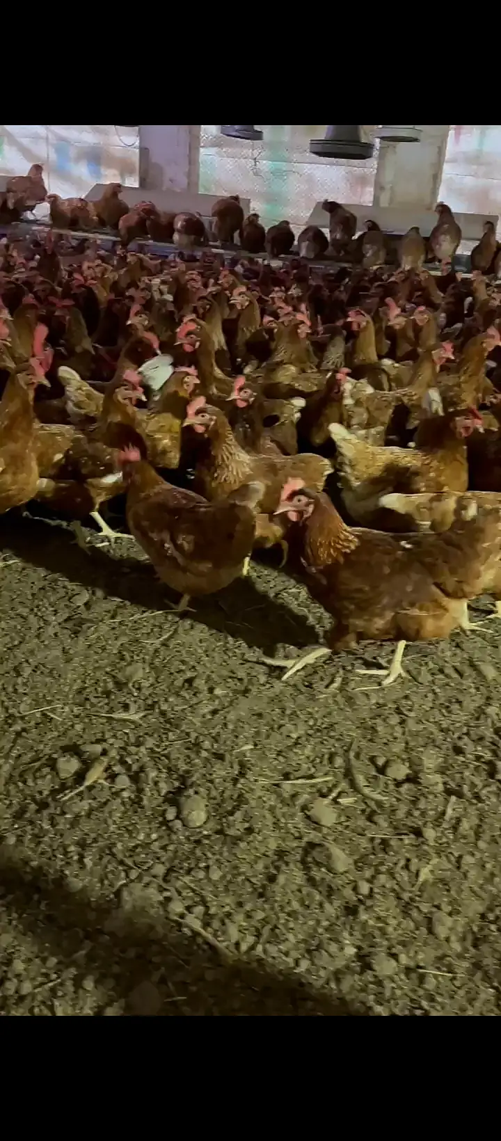 Lohman Brown egg laying Flock — photo 2