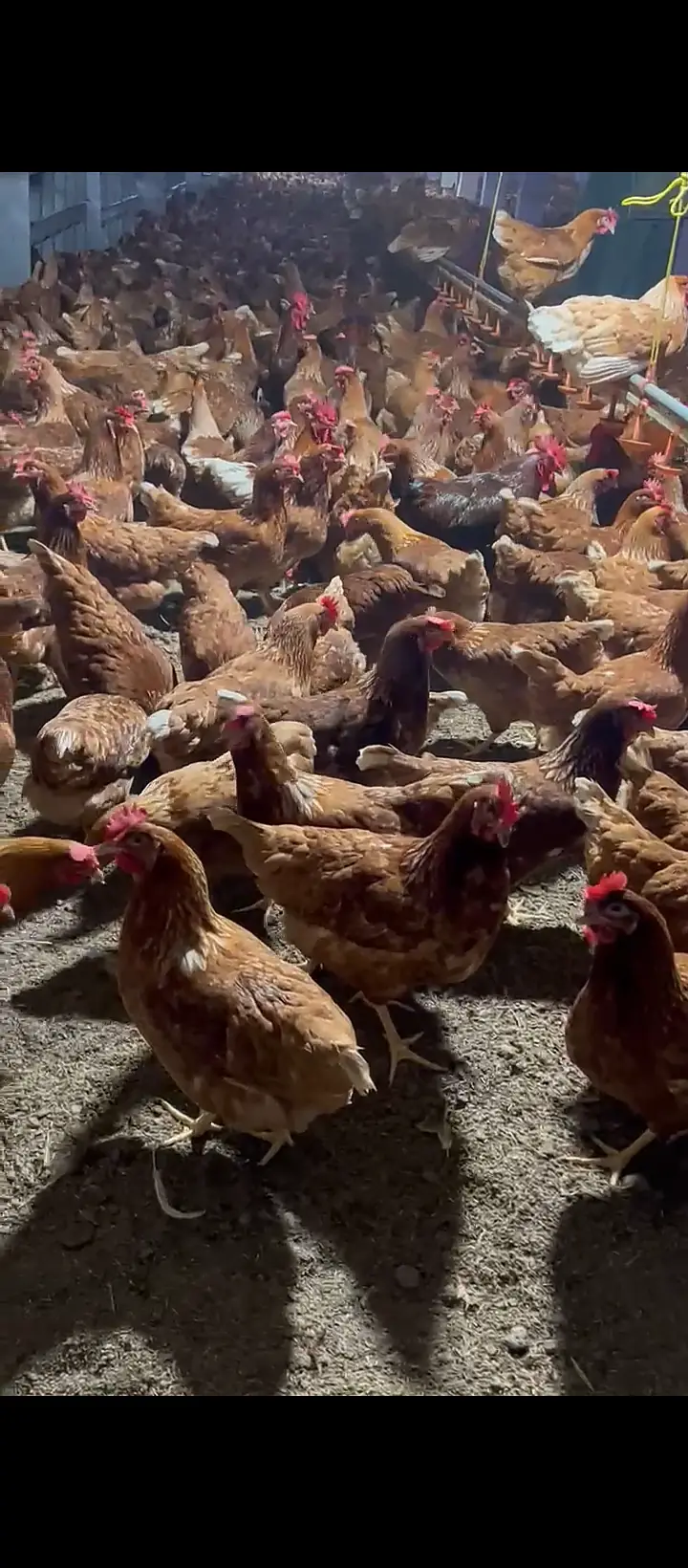 Lohman Brown egg laying Flock — photo 3
