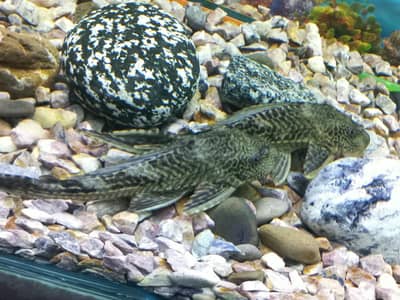 Pleco sucker fish