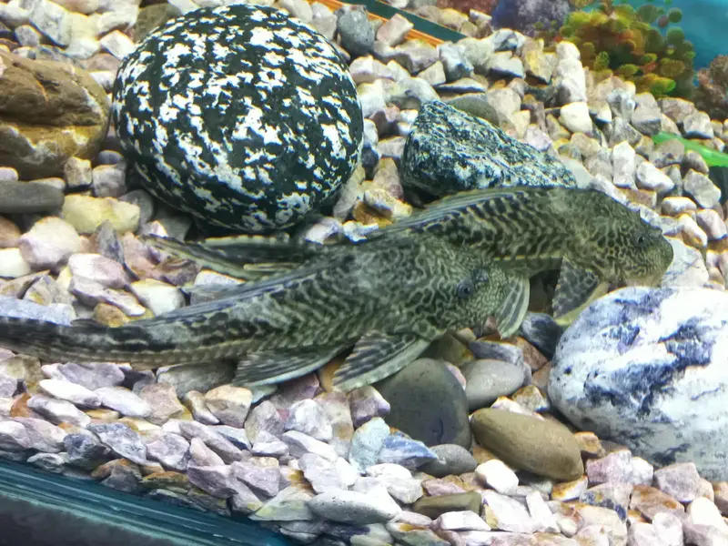 Pleco sucker fish