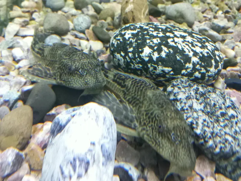 Pleco sucker fish — photo 2