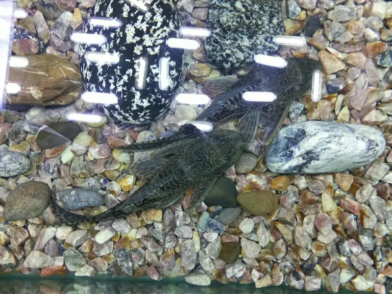 Pleco sucker fish — photo 3