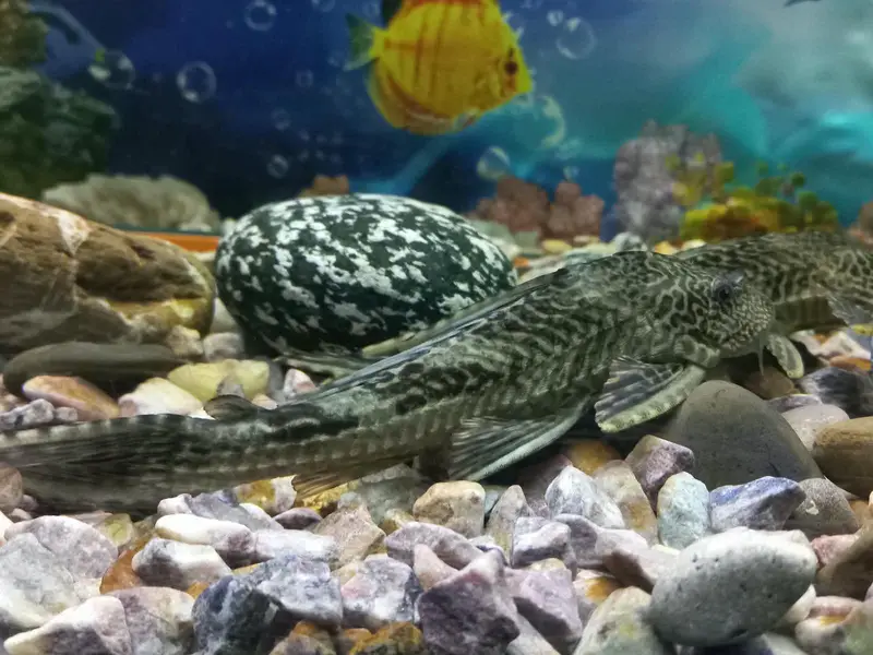 Pleco sucker fish — photo 4