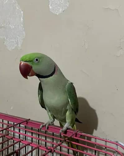 Raw parrot kashmiri acchi quality age 11 month