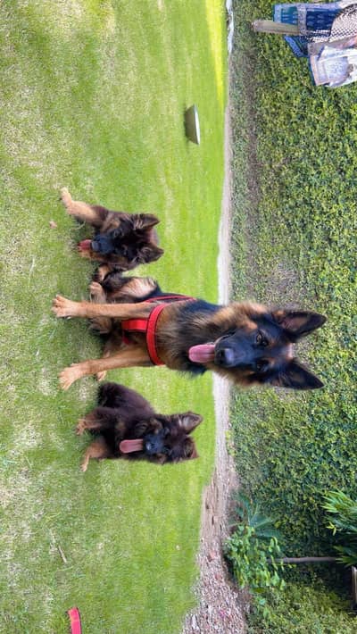 black and tan German Shepherd puppies and female breeder