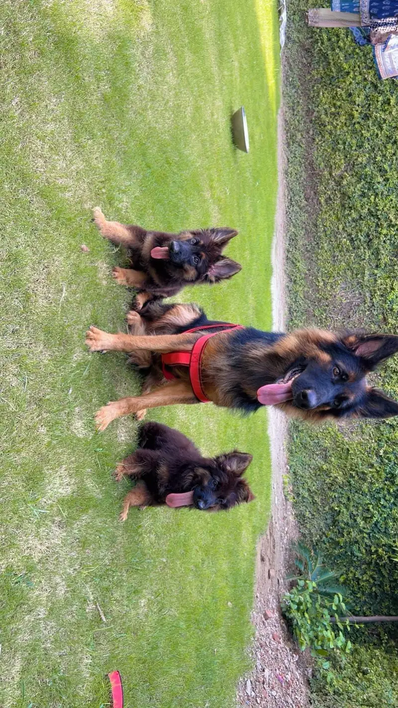 black and tan German Shepherd puppies and female breeder — photo 2