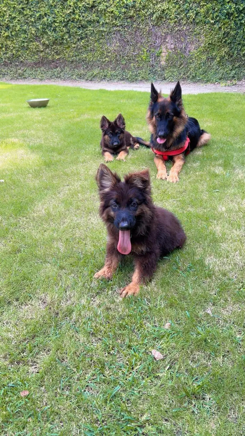 black and tan German Shepherd puppies and female breeder — photo 3