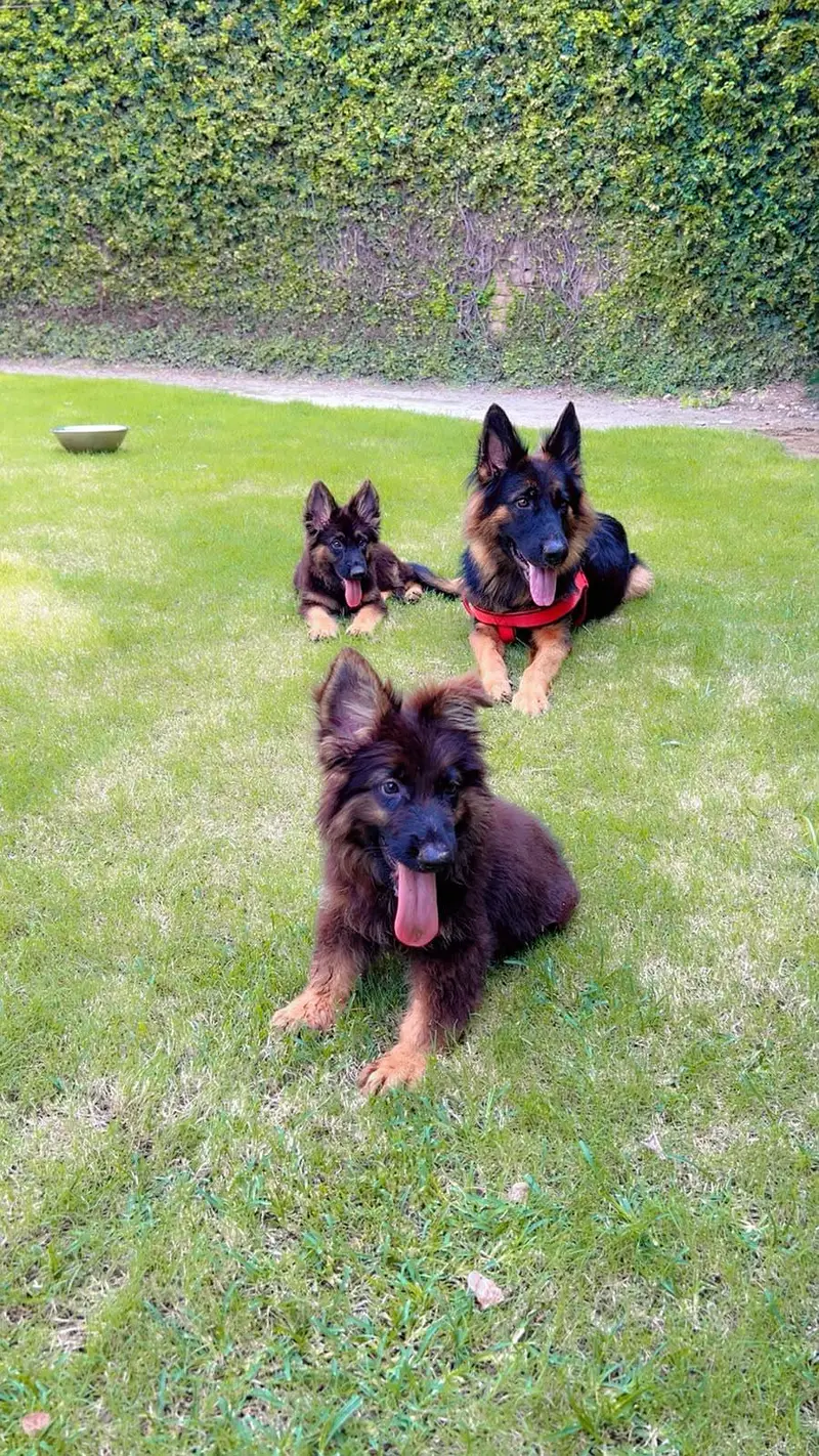 black and tan German Shepherd puppies and female breeder — photo 4