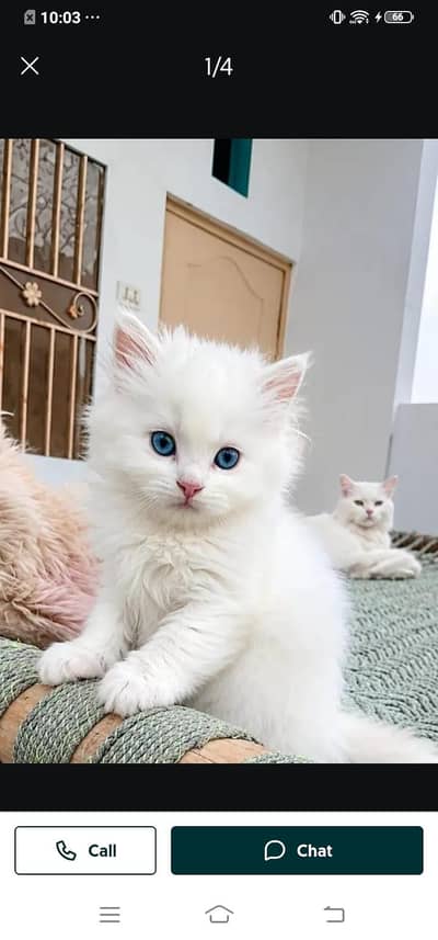 Persian cat for sale male or female my WhatsApp( 032)79)83)75)73