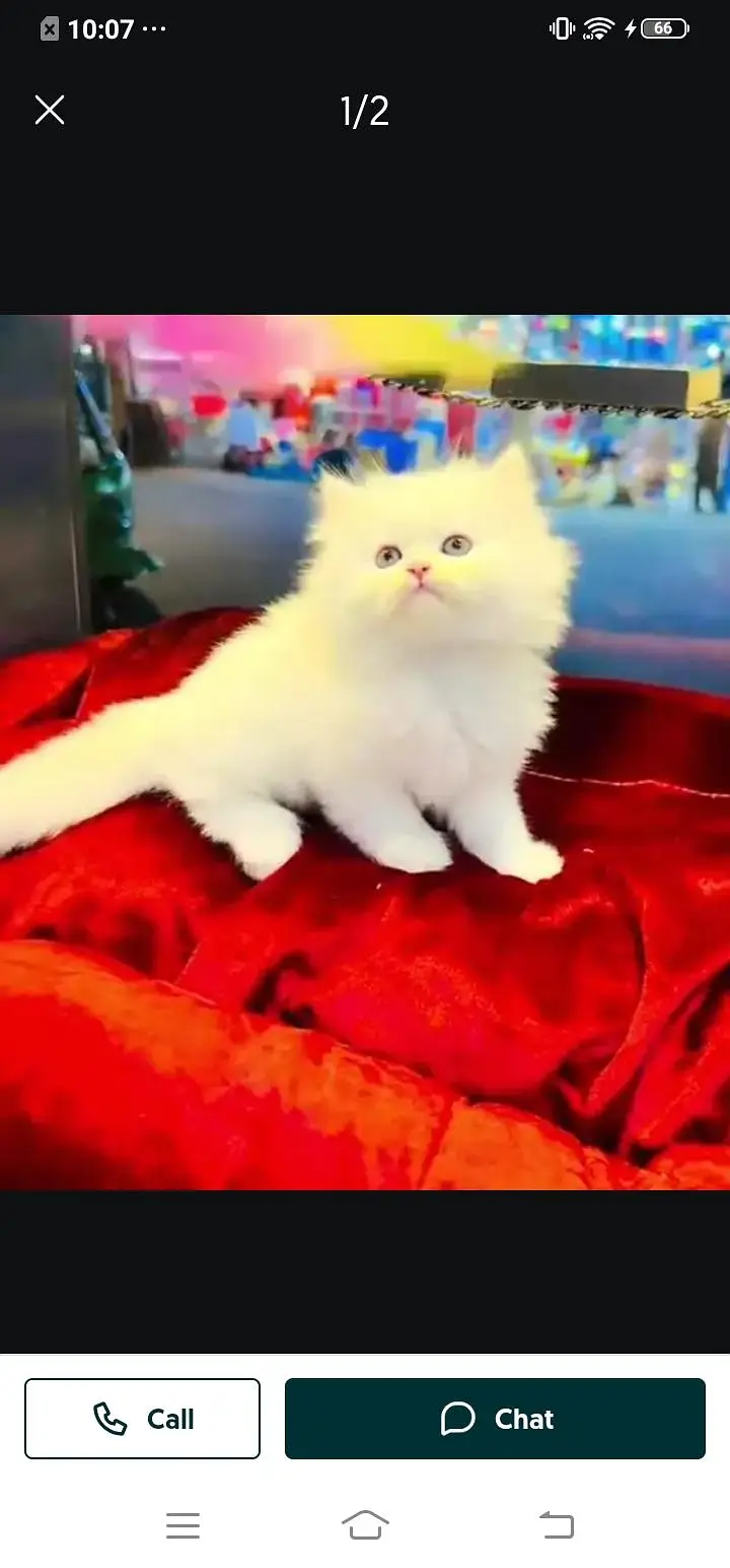 Persian cat for sale male or female my WhatsApp( 032)79)83)75)73 — photo 3