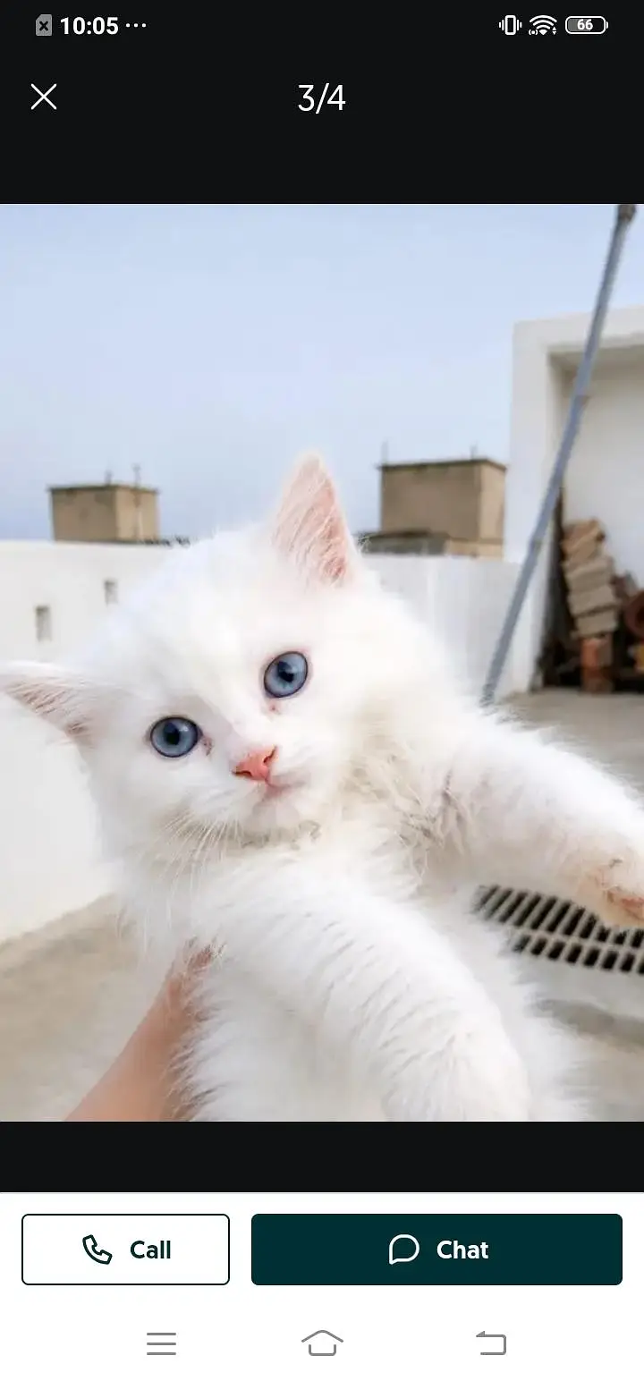 Persian cat for sale male or female my WhatsApp( 032)79)83)75)73 — photo 5