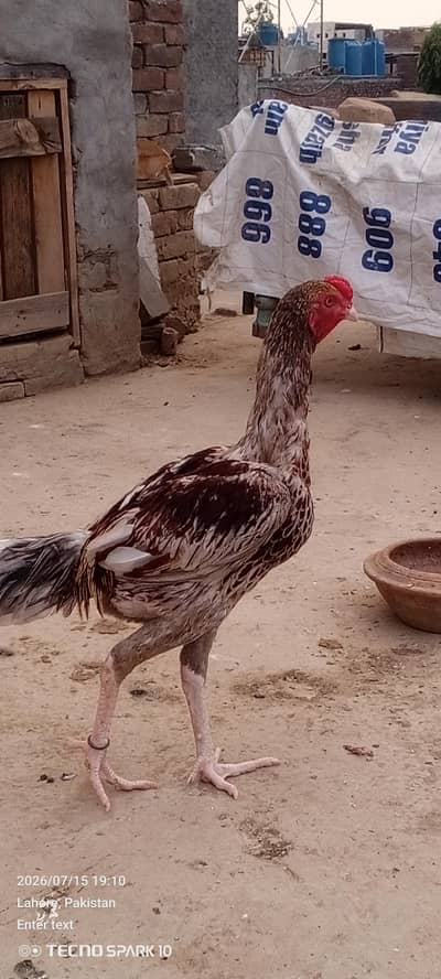 Aseel Pair 03104119983