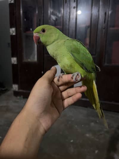 Hand Tame Indian Ringneck Parrot (Green Parrot) – Healthy & Active