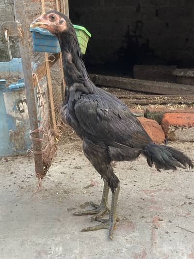 Burmi x pakoi pathi