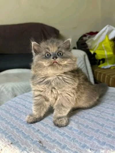 Cats | Persian | kittens |  Blue Eyes | O348O163O63 щatsap^⁠_⁠^