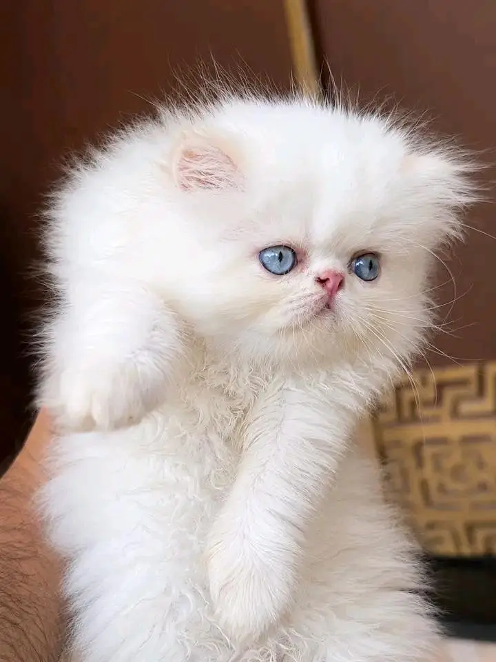 Cats | Persian | kittens |  Blue Eyes | O348O163O63 щatsap^⁠_⁠^ — photo 2