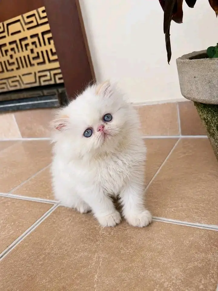 Cats | Persian | kittens |  Blue Eyes | O348O163O63 щatsap^⁠_⁠^ — photo 3