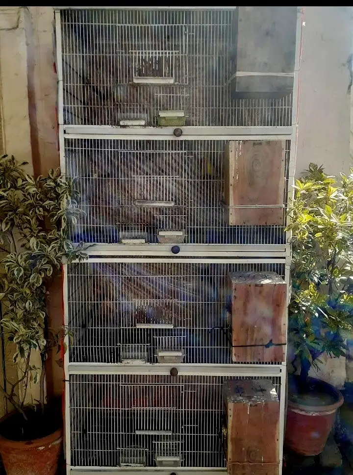 lovebirds cage — photo 3