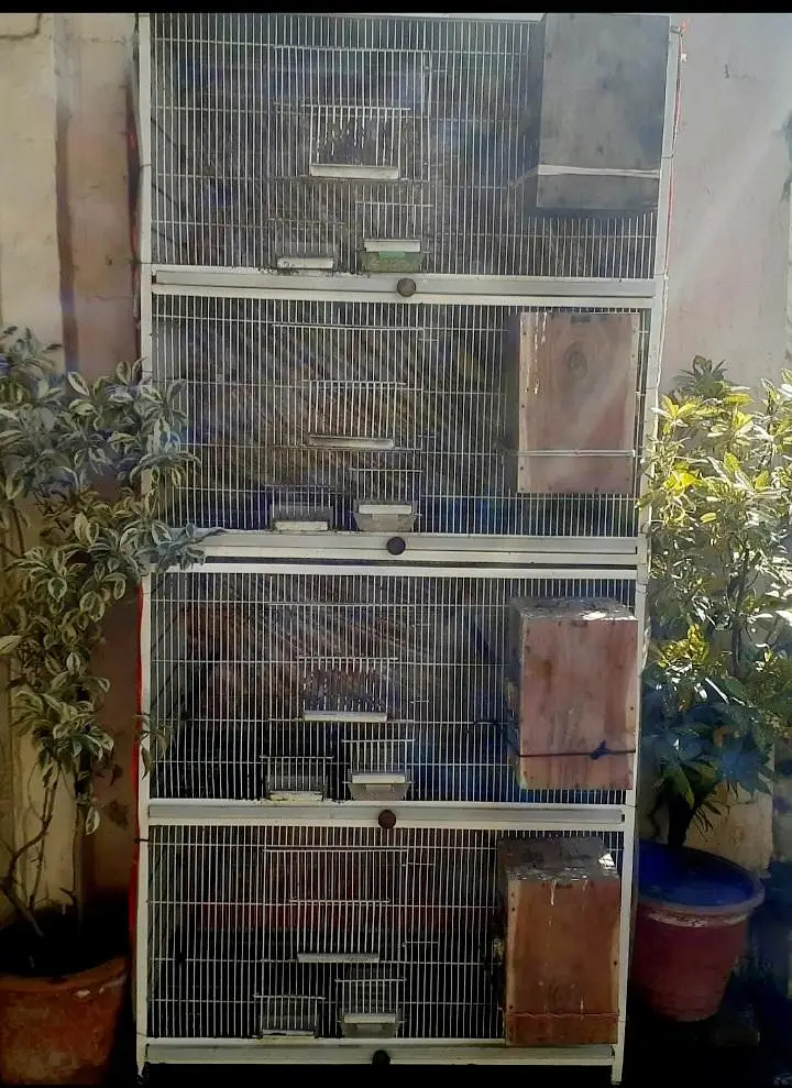 lovebirds cage — photo 4