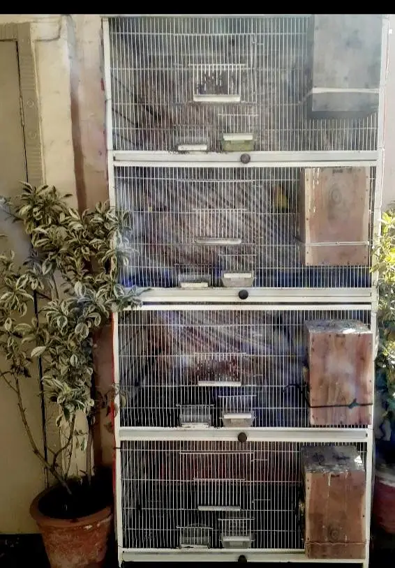 lovebirds cage — photo 5