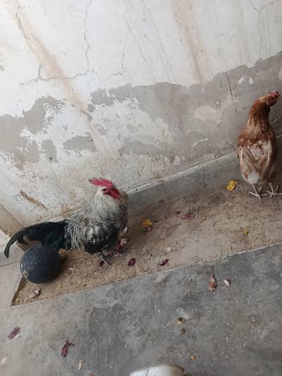 2 male 7 female