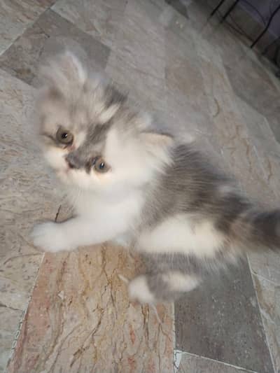persian kittens