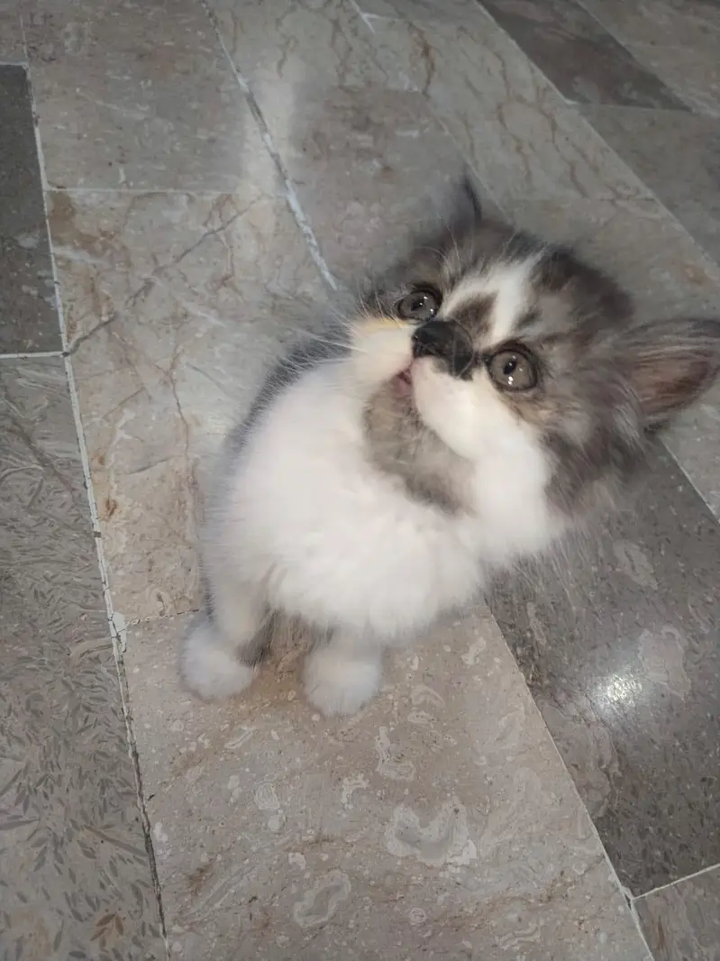 persian kittens — photo 2