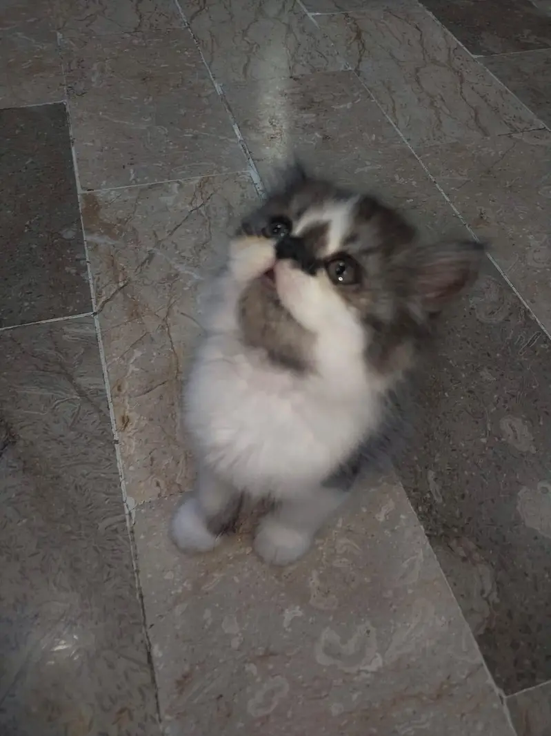 persian kittens — photo 3