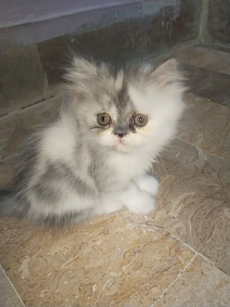 persian kittens — photo 4
