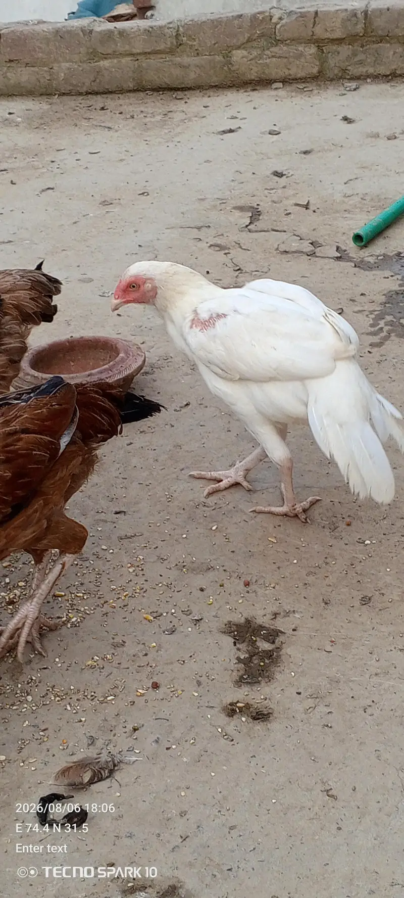 Aseel Mianwali 03104119983 — photo 2