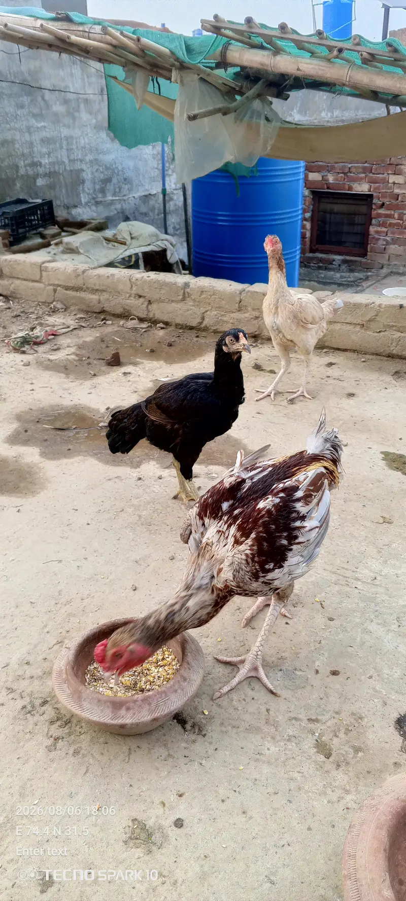 Aseel Mianwali 03104119983 — photo 7