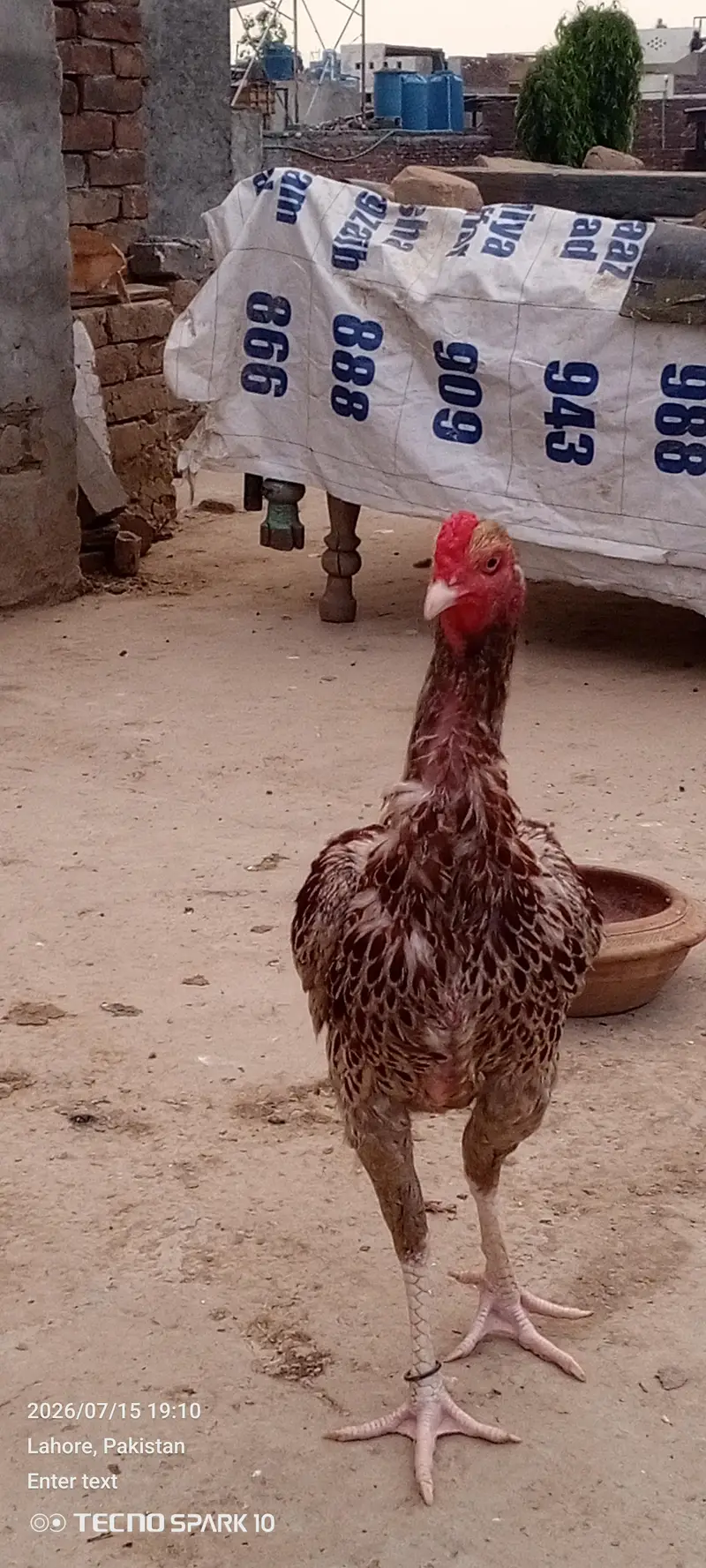 Aseel Mianwali 03104119983 — photo 12