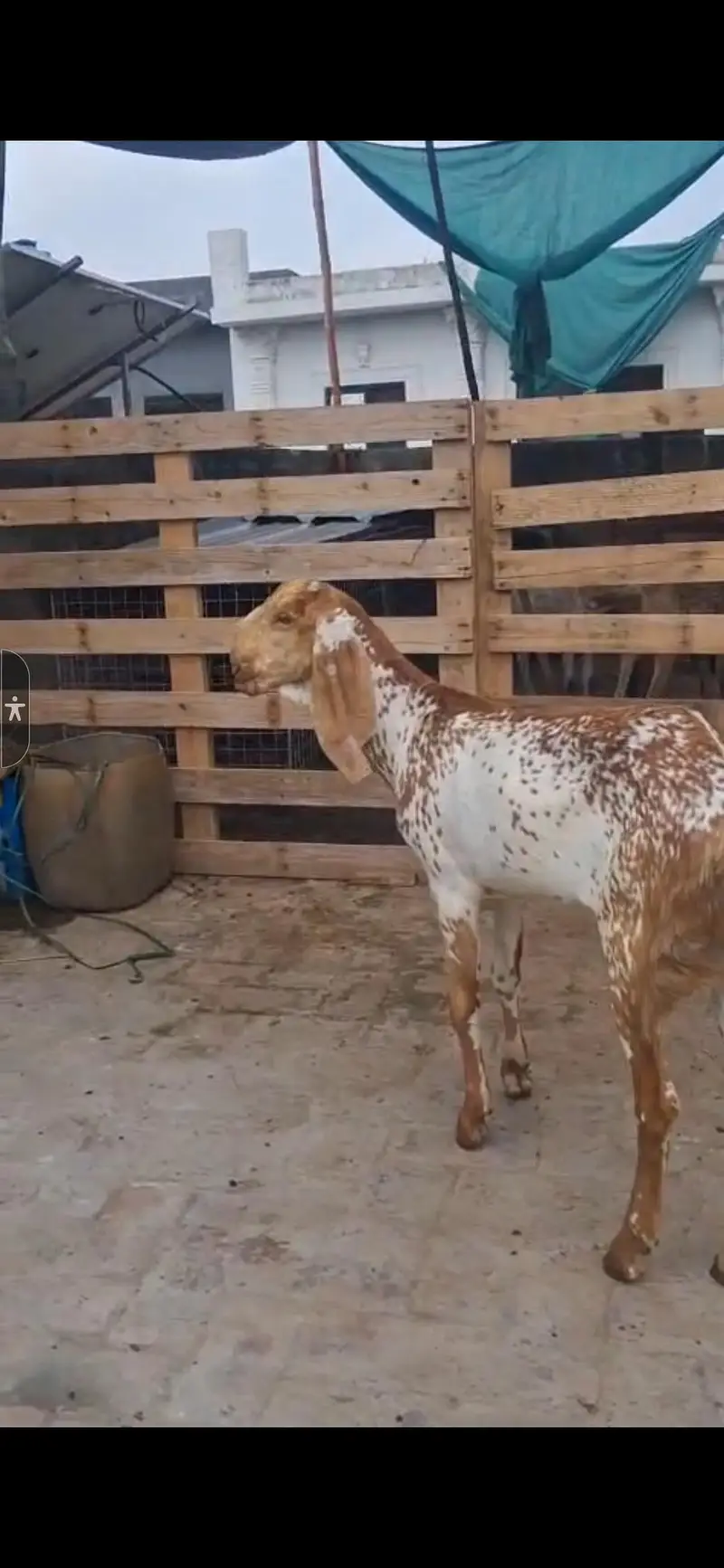 pure Makhi chini | makhi chini path | makhi chini Goats — photo 2