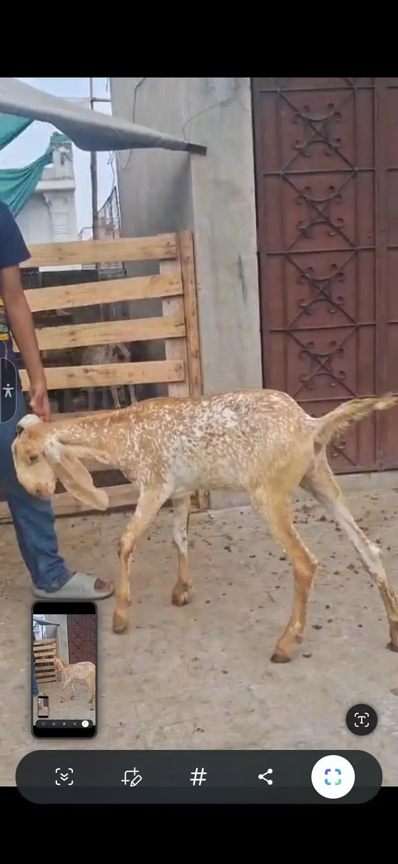 pure Makhi chini | makhi chini path | makhi chini Goats — photo 3