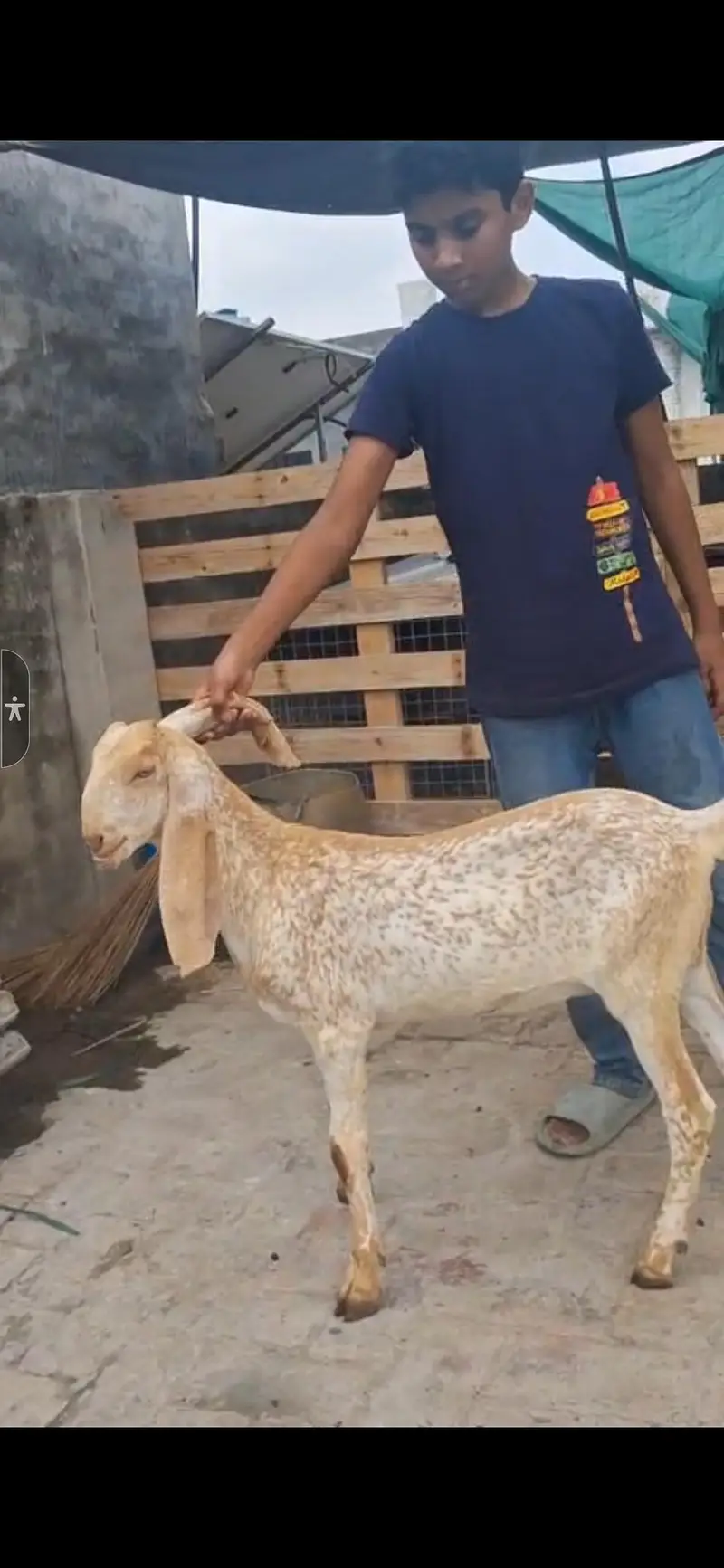 pure Makhi chini | makhi chini path | makhi chini Goats — photo 4