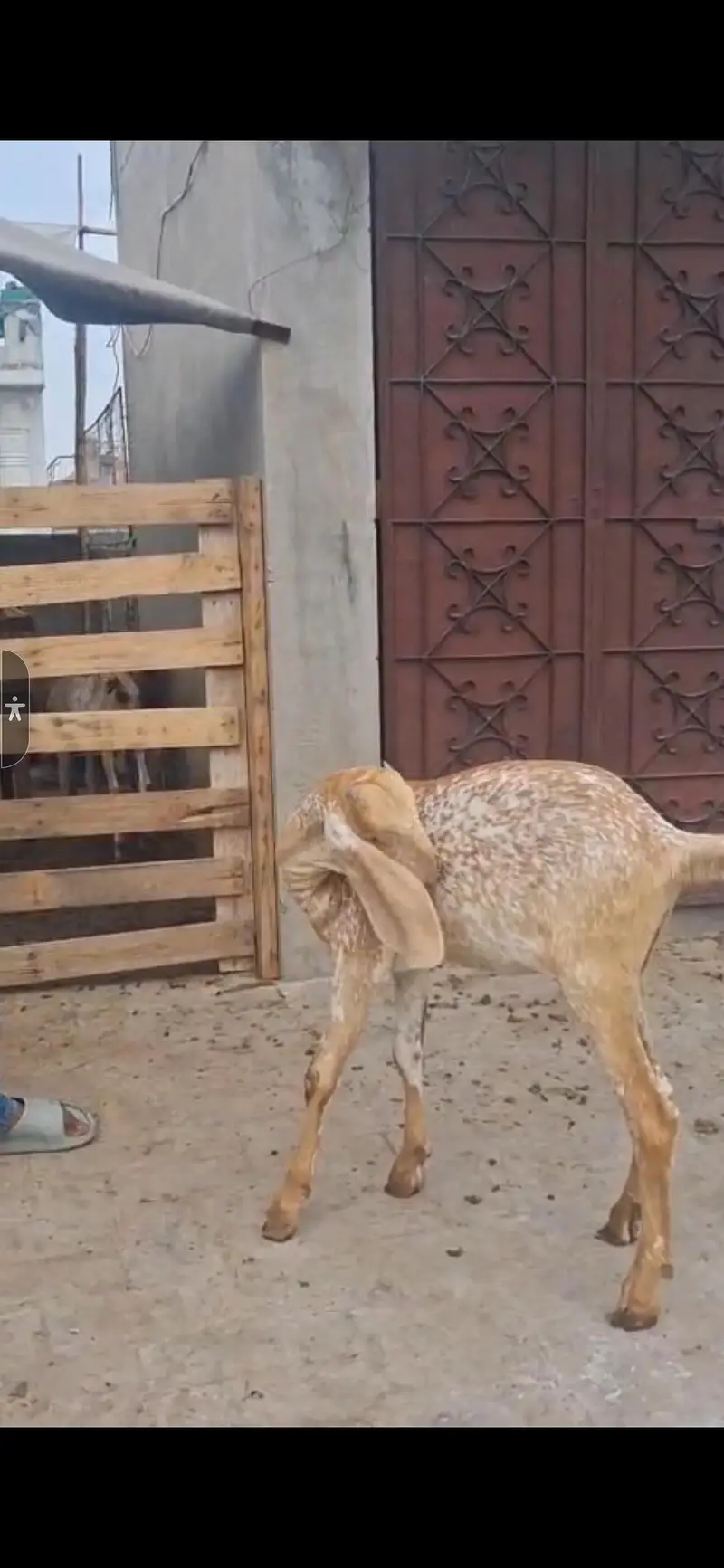 pure Makhi chini | makhi chini path | makhi chini Goats — photo 5