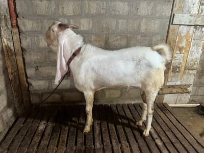 4 Daant Healthy Breeder Bakra | Ando Bakra | No Smell | Heavy Size