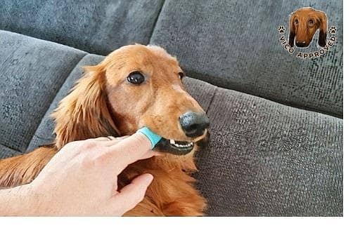 Pet Soft finger toothbrushes 2 PCS C R 3629