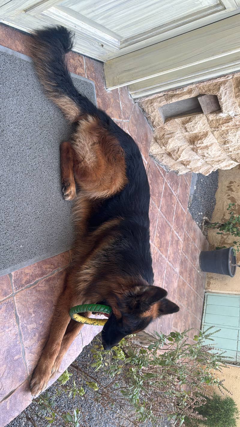 German Shepard 7