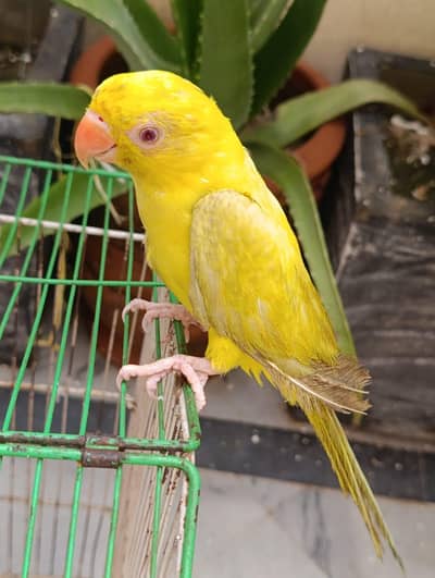 YELLOW TAKING PARROT FOR SALE what app (03246300345)