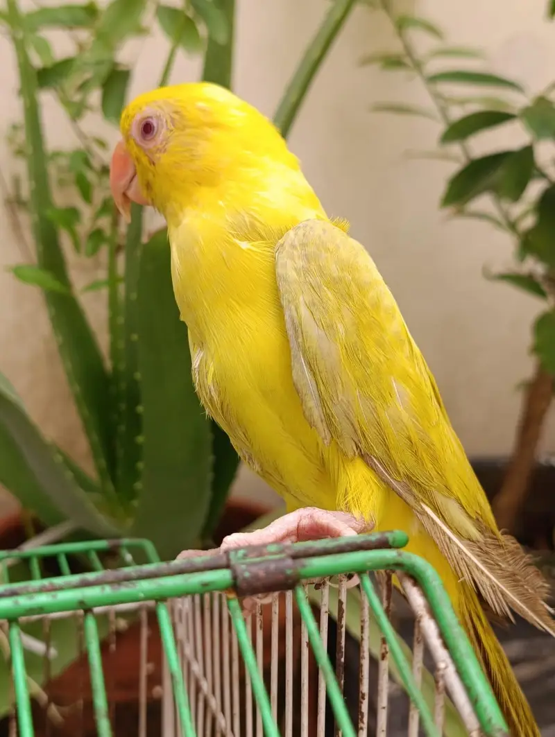 YELLOW TAKING PARROT FOR SALE what app (03246300345) — photo 2