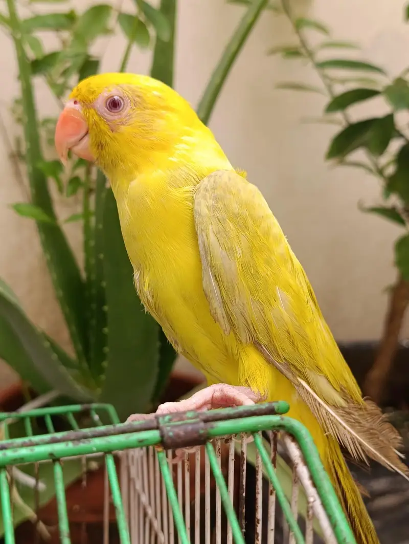 YELLOW TAKING PARROT FOR SALE what app (03246300345) — photo 3