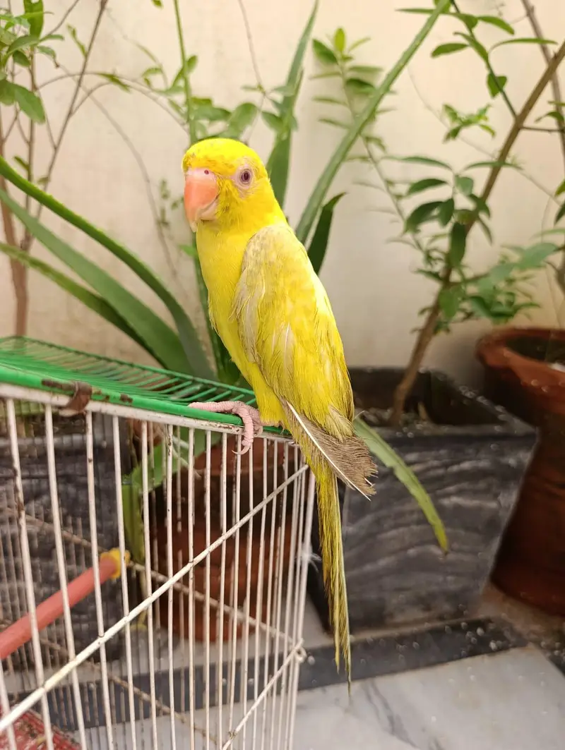 YELLOW TAKING PARROT FOR SALE what app (03246300345) — photo 4