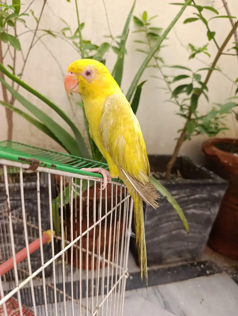 YELLOW TAKING PARROT FOR SALE what app (03246300345) — photo 5