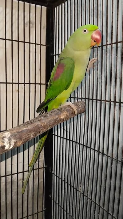 Raw Breeder Female
