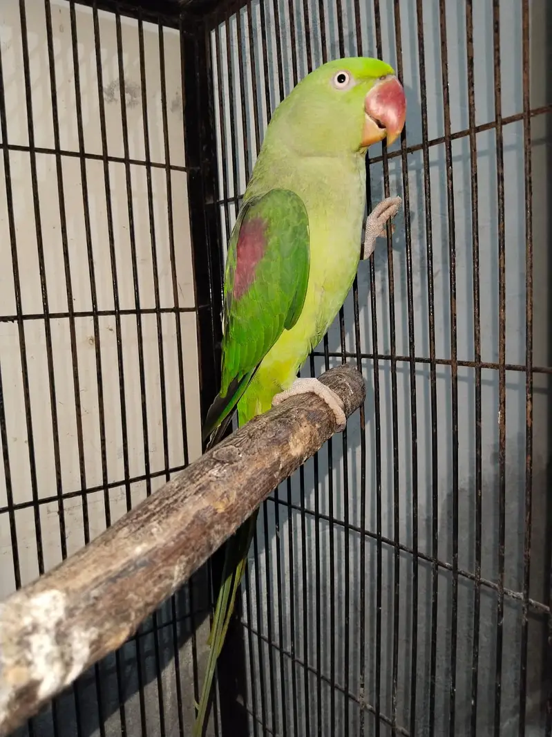 Raw Breeder Female — photo 2